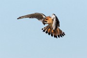 American Kestrel  American Kestrel : American Kestrel