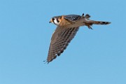 American Kestrel  American Kestrel : American Kestrel