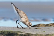 White-rumped Sandpiper  White-rumped Sandpiper : White-rumped Sandpiper