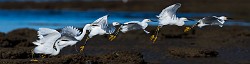 Sea of Cortez 01  Snowy Egret
