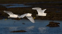 Sea of Cortez 04  Snowy Egret