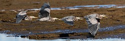 Sea of Cortez 06  Great Blue Heron