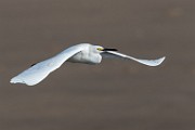 Sea of Cortez 14  Snowy Egret