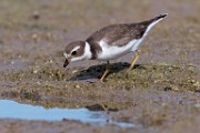 Sea of Cortez 24  Semipalmated Plover