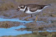 Sea of Cortez 25  Semipalmated Plover