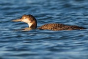 Sea of Cortez 28  Pacific Loon