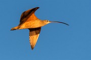 Sea of Cortez Birds - Long-billed Curlew : Long-billed Curlew