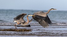 Blue Heron - Sea of Cortez