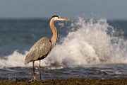 Blue Heron - Sea of Cortez