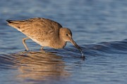 Willet - Sea of Cortez