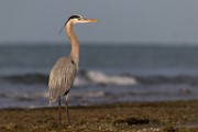 Blue Heron - Sea of Cortez