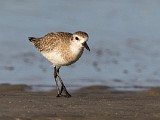 Solitary Sandpiper - Sea of Cortez