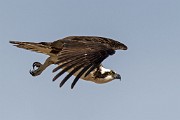 Osprey - Sea of Cortez