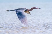 Reddish Egret  Reddish Egret : Reddish Egret