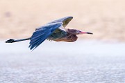 Reddish Egret  Reddish Egret : Reddish Egret