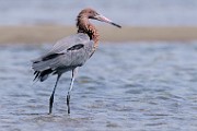 Reddish Egret  Reddish Egret : Reddish Egret