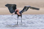 Reddish Egret  Reddish Egret : Reddish Egret