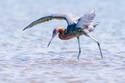 Reddish Egret  Reddish Egret : Reddish Egret