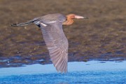 Reddish Egret  Reddish Egret : Reddish Egret