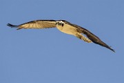 Osprey  Osprey : Osprey