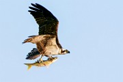 Osprey  Osprey : Osprey