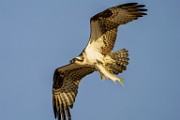 Osprey  Osprey : Osprey