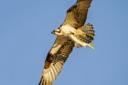 Osprey  Osprey : Osprey