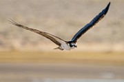 Osprey  Osprey : Osprey