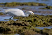 Snowy Egret  Snowy Egret : Snowy Egret