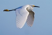 Snowy Egret  Snowy Egret : Snowy Egret