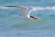 Elegant Tern  Elegant Tern : Elegant Tern