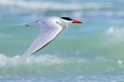 Elegant Tern  Elegant Tern : Elegant Tern