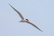 Elegant Tern  Elegant Tern : Elegant Tern