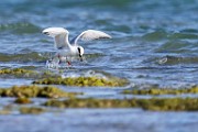 Foster's Tern  Foster's Tern : Foster's Tern