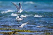 Foster's Tern  Foster's Tern : Foster's Tern