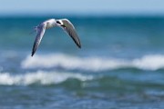 Foster's Tern  Foster's Tern : Foster's Tern