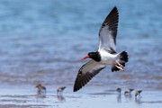 American Oystercatcher  American Oystercatcher : American Oystercatcher
