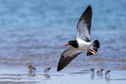 American Oystercatcher  American Oystercatcher : American Oystercatcher