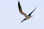 Black Skimmer  Black Skimmer : Black Skimmer