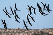 Black Skimmer  Black Skimmer : Black Skimmer