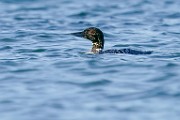 Common Loon  Common Loon : Common Loon