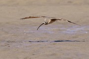 Long-billed Curlew  Long-billed Curlew : Long-billed Curlew