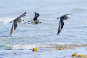 Surfbird  Surfbird : Surfbird