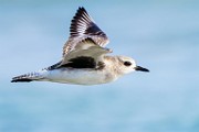 Sanderling  Sanderling : Sanderling