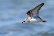 Western Sandpiper  Western Sandpiper : Western Sandpiper