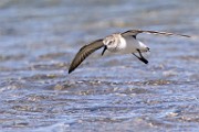 Western Sandpiper  Western Sandpiper : Western Sandpiper