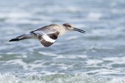 Willet  Willet : Willet