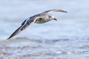 Surfbird  Surfbird : Surfbird