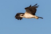 Osprey - Sea of Cortez, Mexico  Sea of Cortez, Mexico