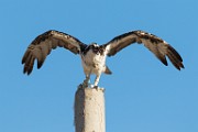 Osprey - Sea of Cortez, Mexico  Sea of Cortez, Mexico